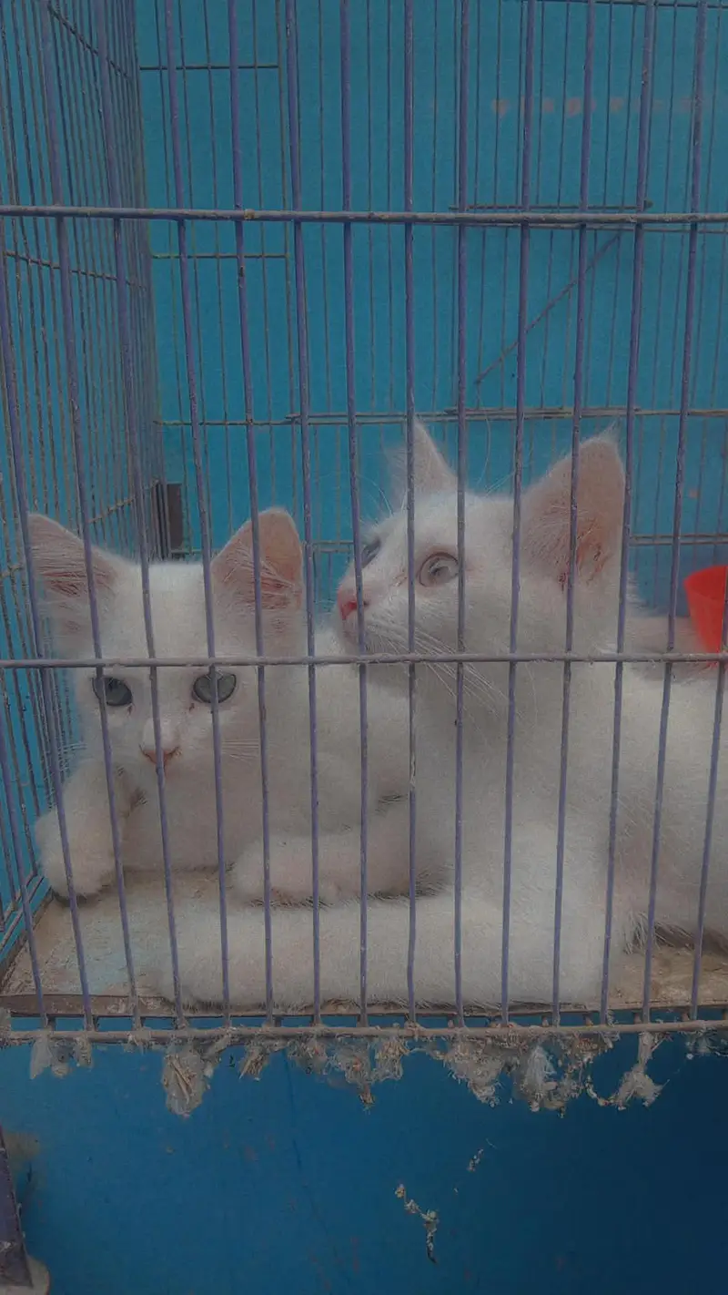 Persian cat baby — photo 3