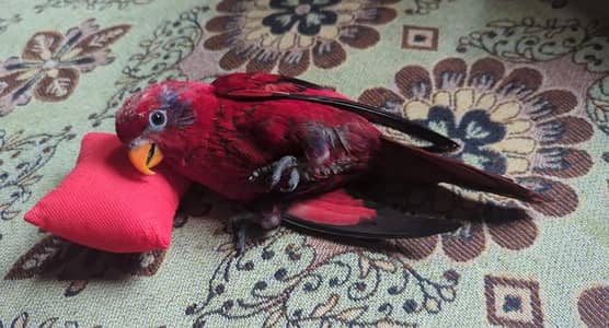 Red malacand Lori just  1 leg Tori  teeri ha