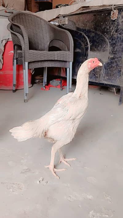 shamoo female aur char female aseel shamoo crass