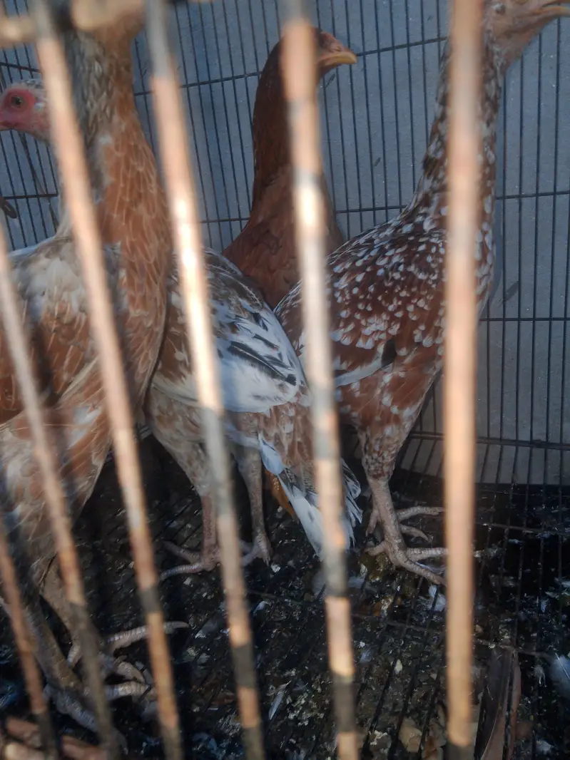 shamoo female aur char female aseel shamoo crass — photo 2