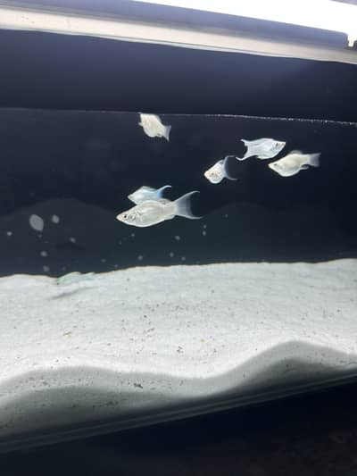 breedar molly fish