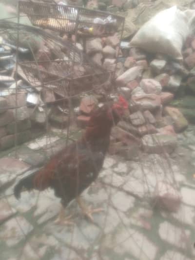 galwa
