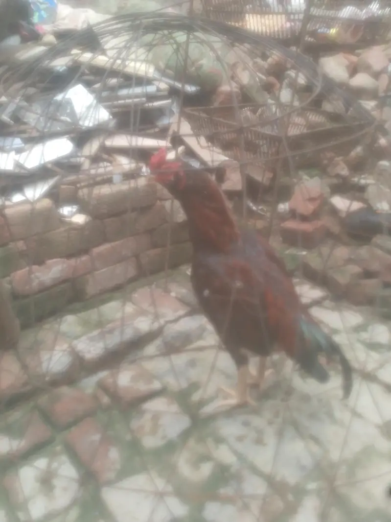 galwa — photo 2