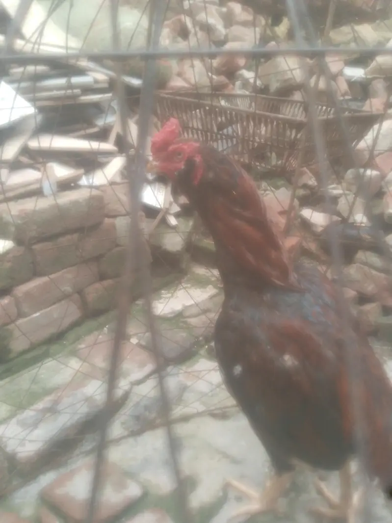galwa — photo 3