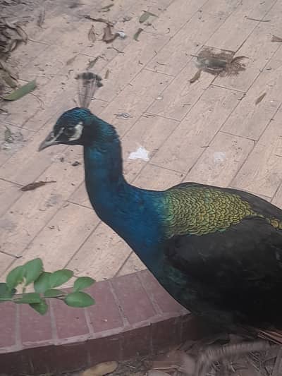 Black and blue shoulder very healthy very fast vwry very active