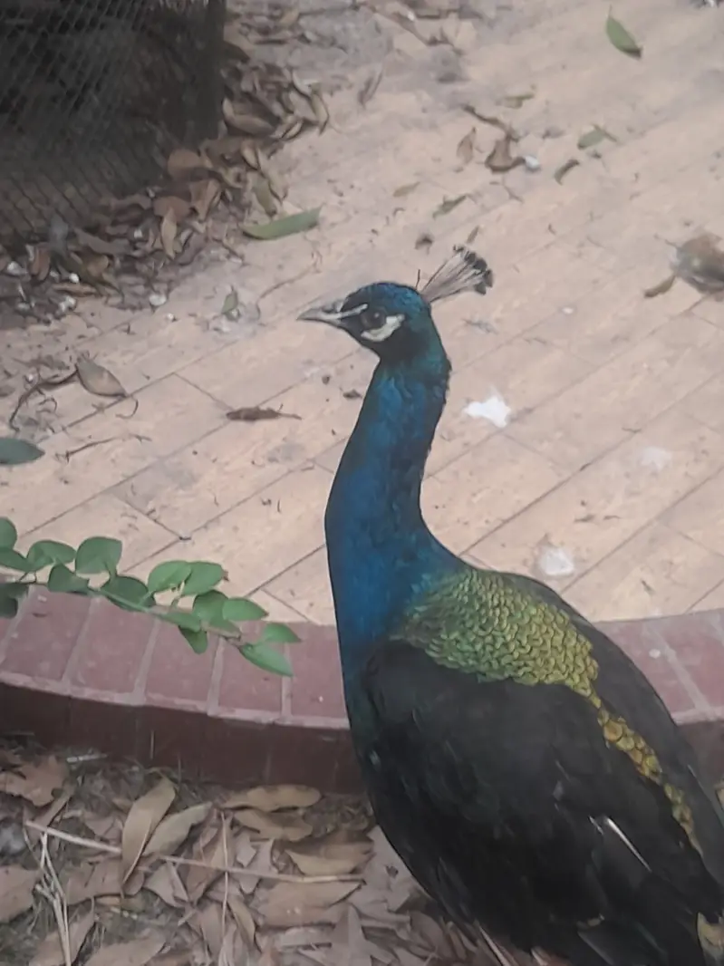 Black and blue shoulder very healthy very fast vwry very active — photo 2