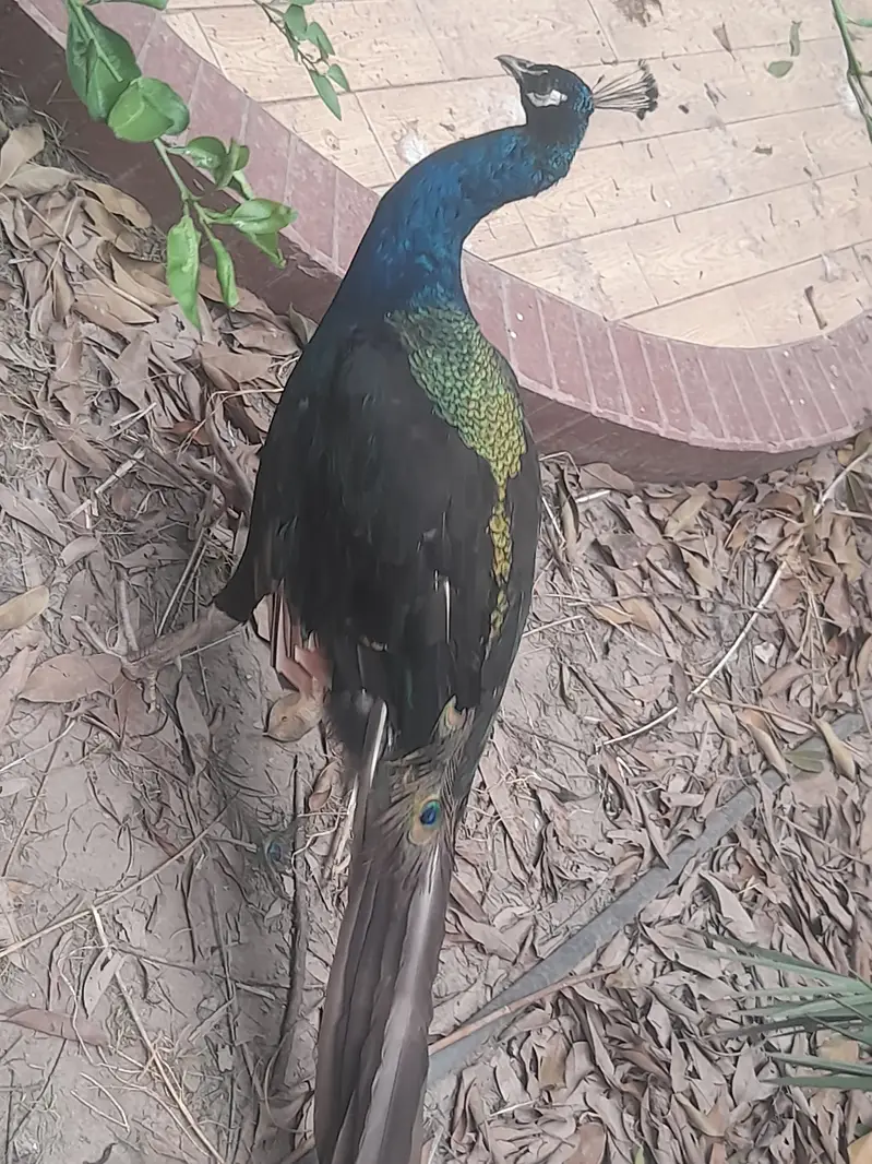 Black and blue shoulder very healthy very fast vwry very active — photo 3