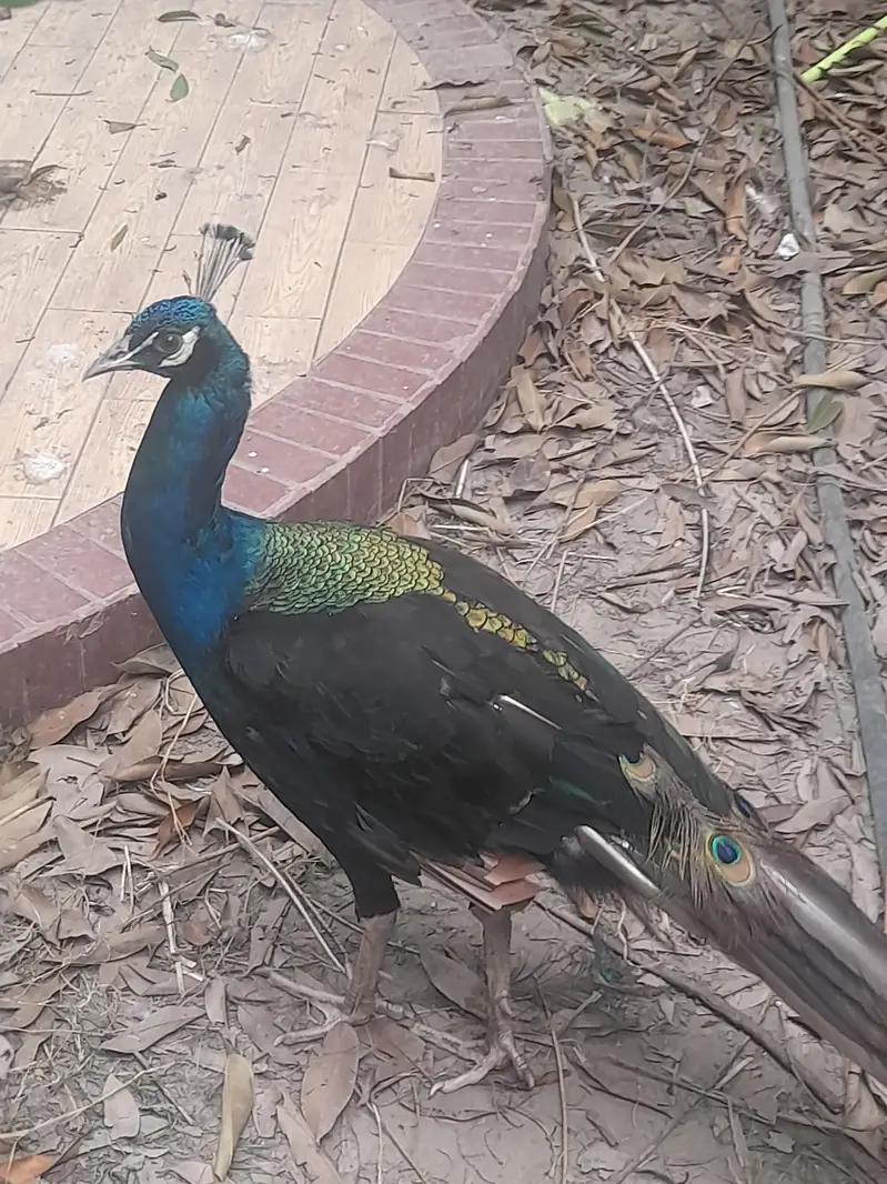 Black and blue shoulder very healthy very fast vwry very active — photo 4