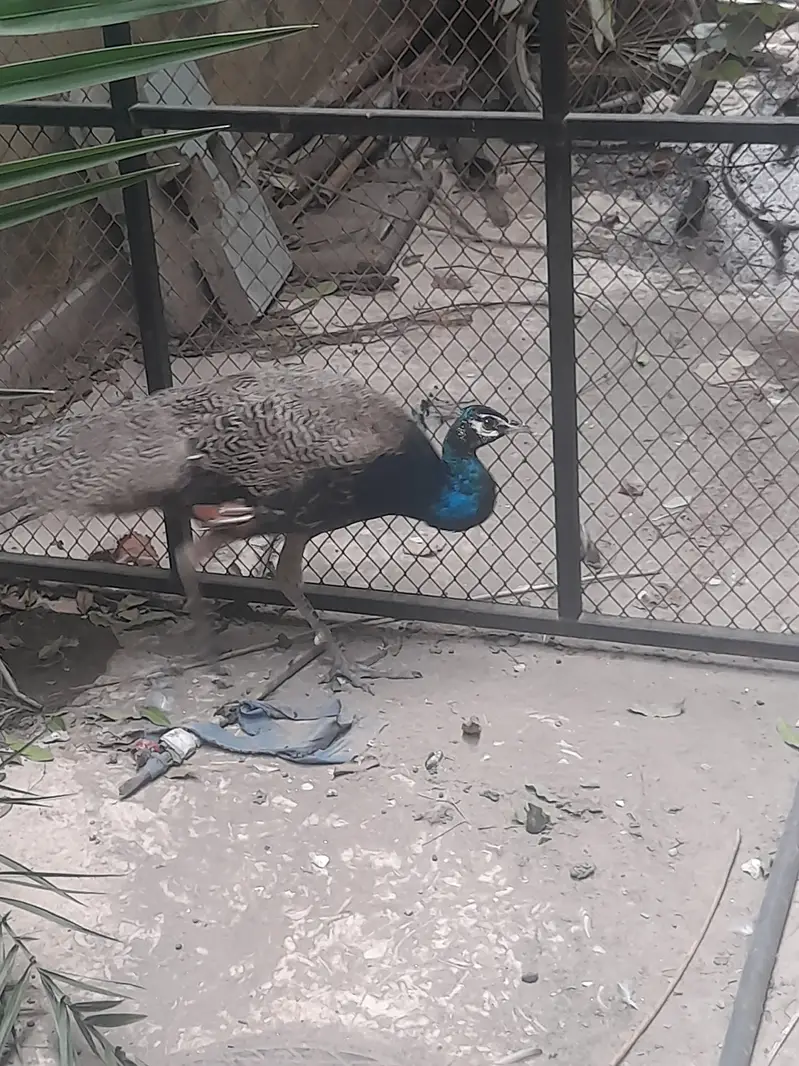 Black and blue shoulder very healthy very fast vwry very active — photo 5