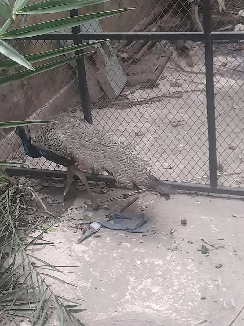 Black and blue shoulder very healthy very fast vwry very active — photo 6