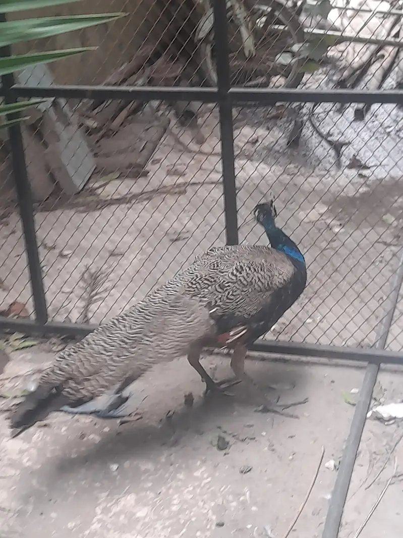 Black and blue shoulder very healthy very fast vwry very active — photo 7