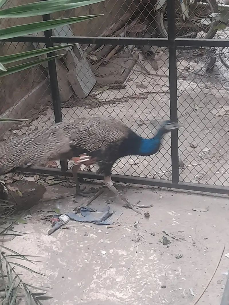 Black and blue shoulder very healthy very fast vwry very active — photo 8