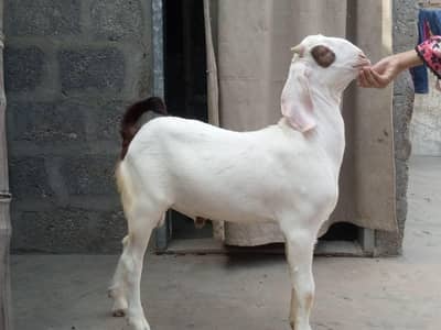 Pure tapra bakra
