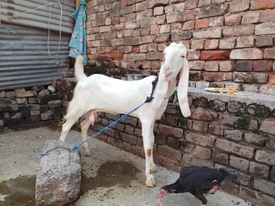 Sindhi Ghulabi cross Bakri