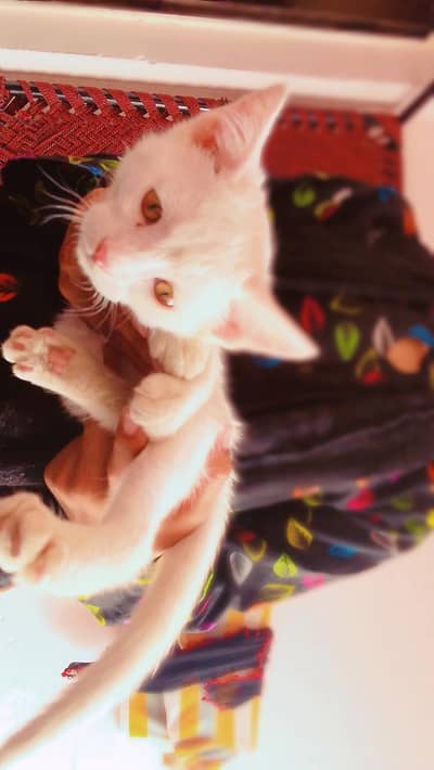sale cat