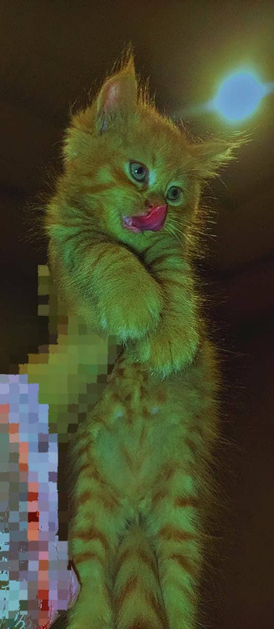 Kittens 0