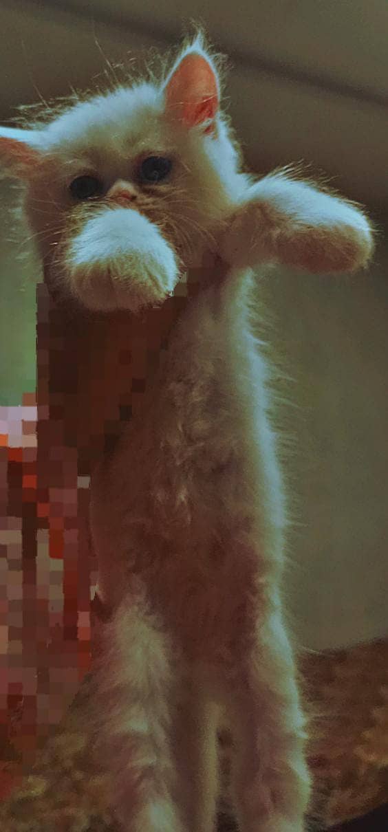 Kittens 1