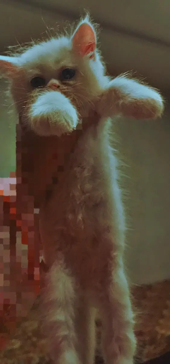 Kittens — photo 2