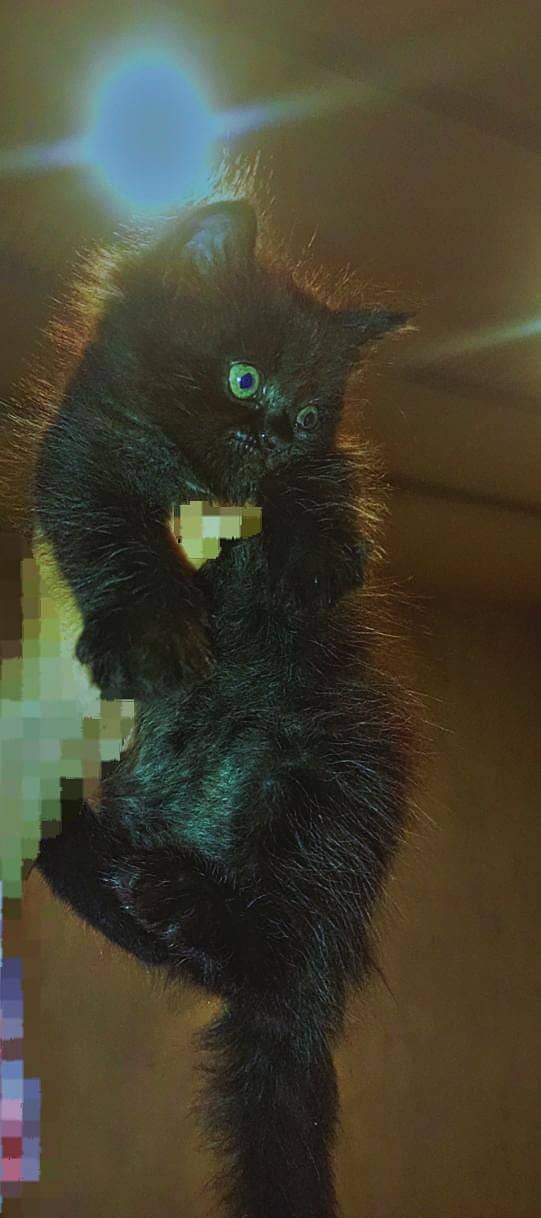 Kittens 2