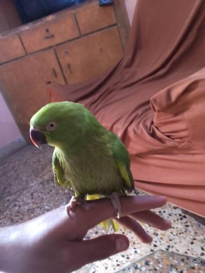 ringneck