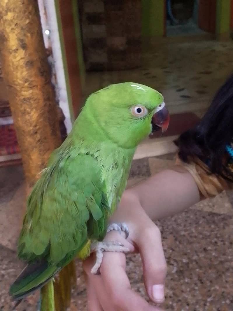 ringneck 1