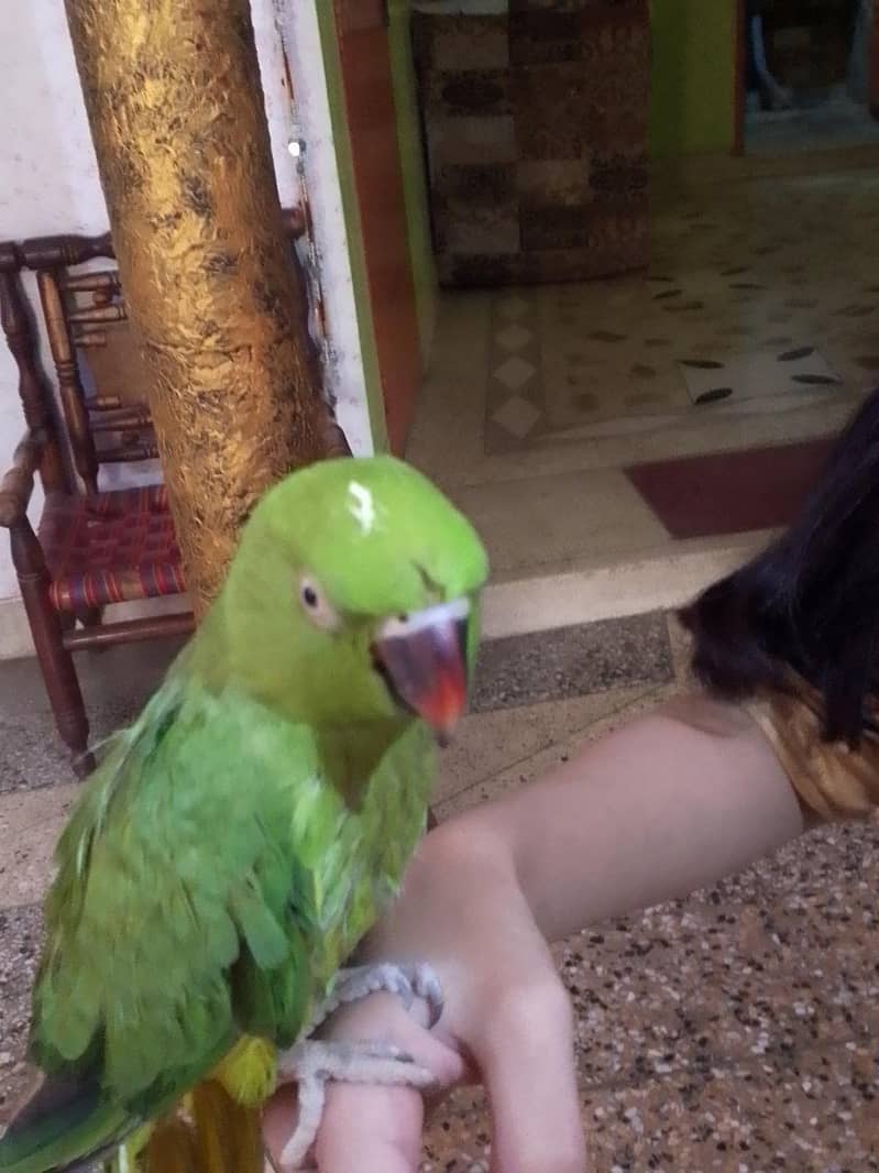 ringneck 2