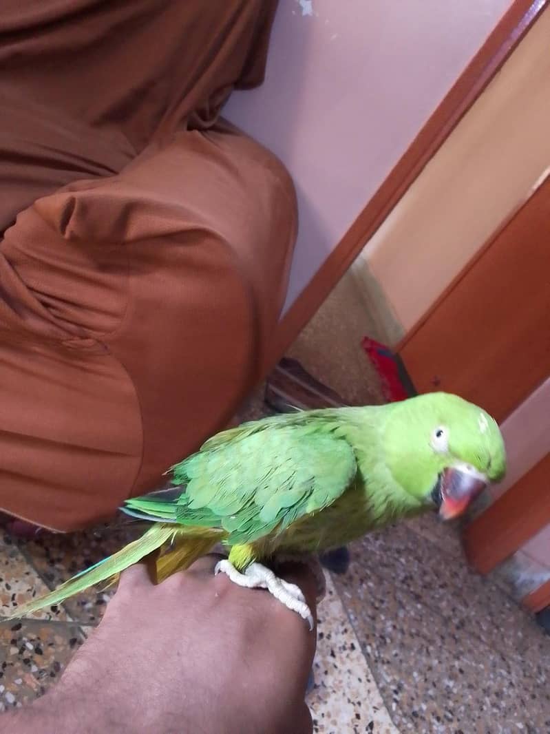 ringneck 3