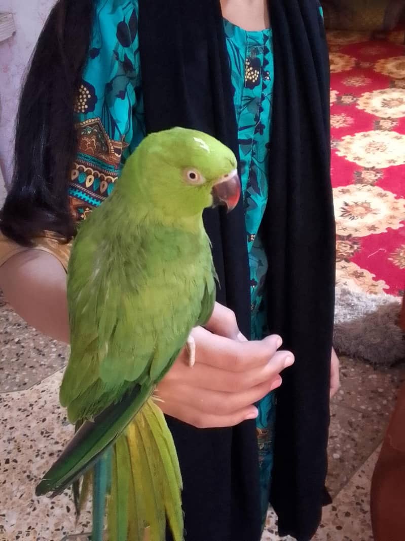 ringneck 4