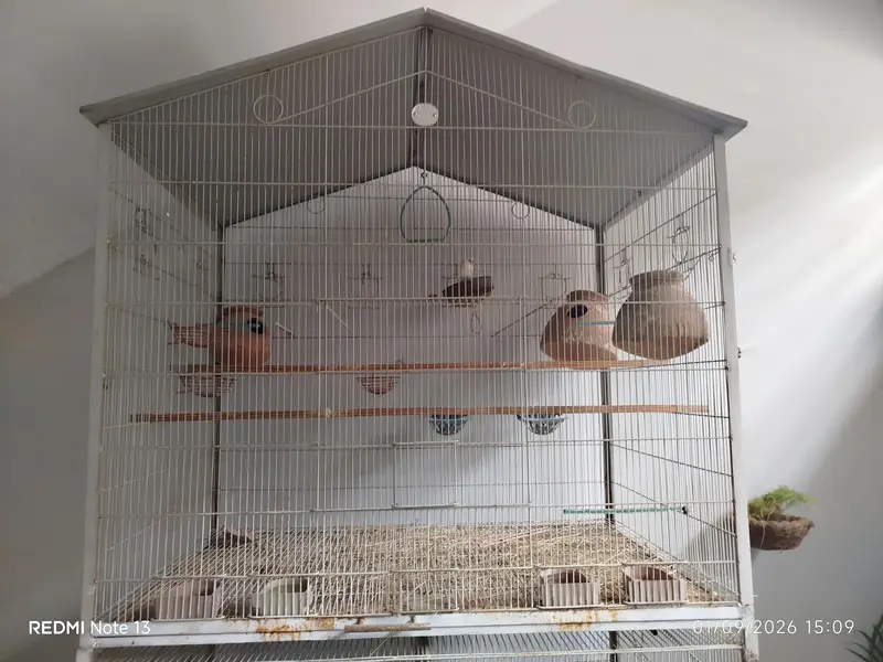 Bird Cage For Sale — photo 4