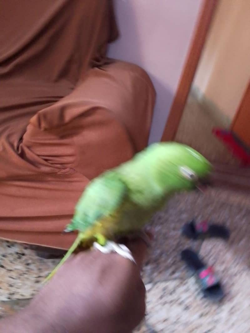 ringneck 5