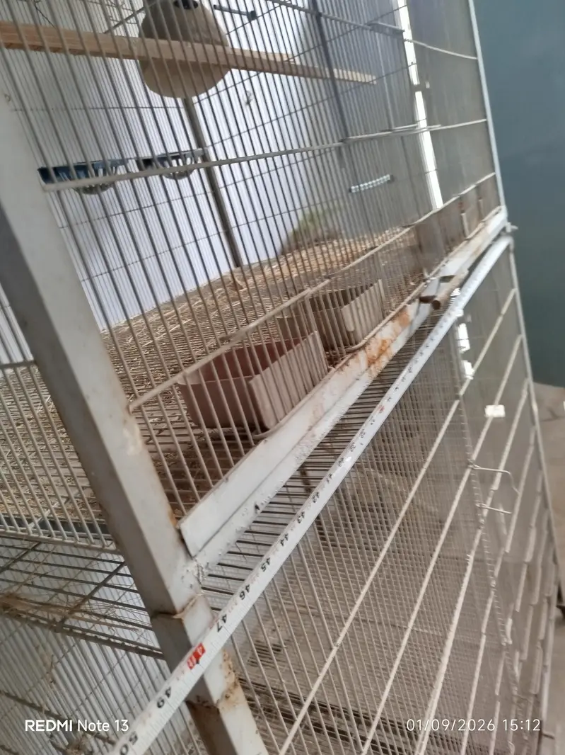 Bird Cage For Sale — photo 5