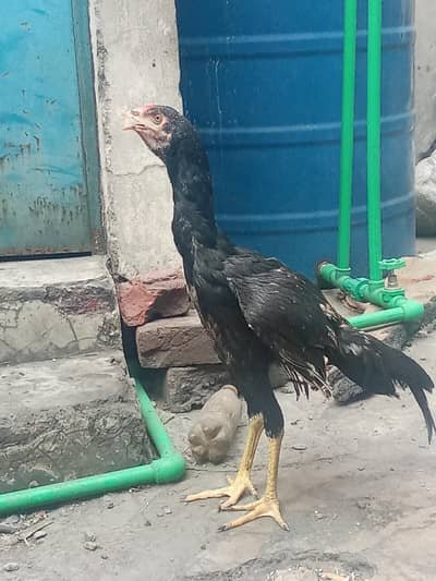 Aseel thai in black colour
