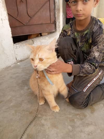 percian cat male sale