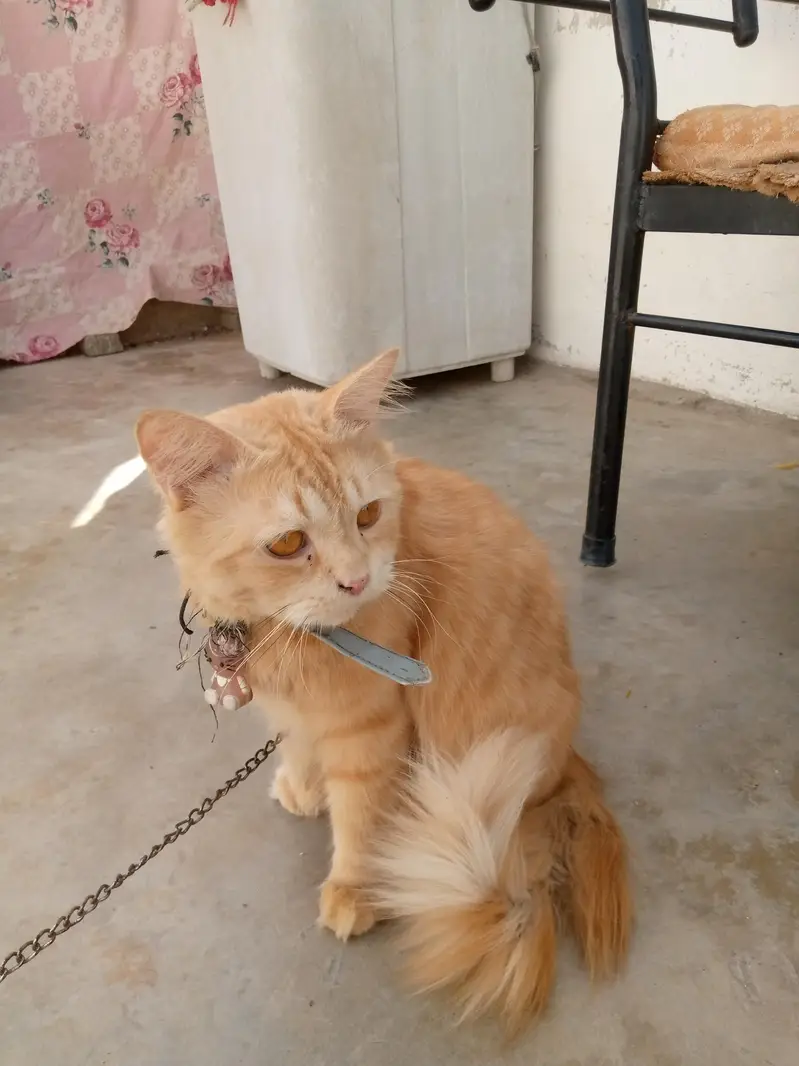 percian cat male sale — photo 2