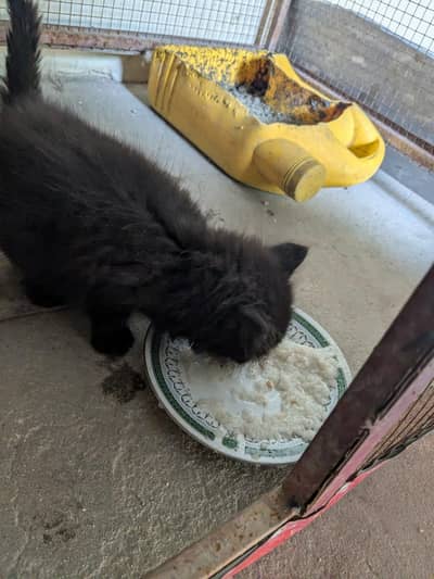 Persian kittens
