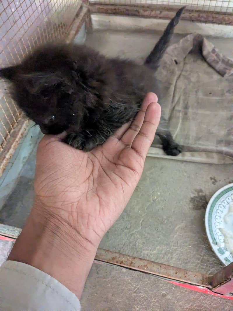 Persian kittens 1