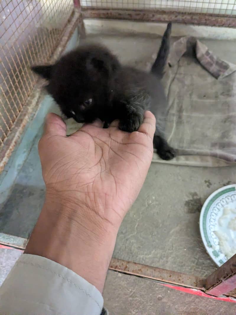 Persian kittens 2