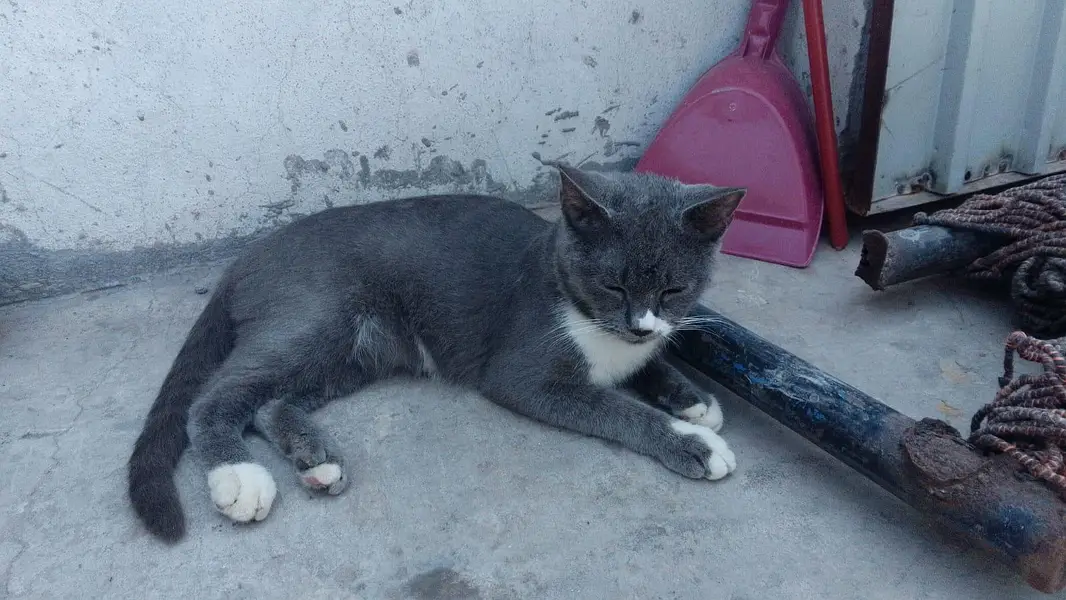 so sweet — photo 2