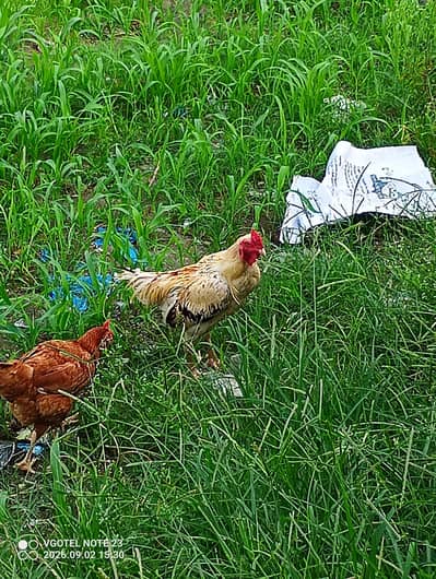 Aseel Roaster and Misri Hen for sale
