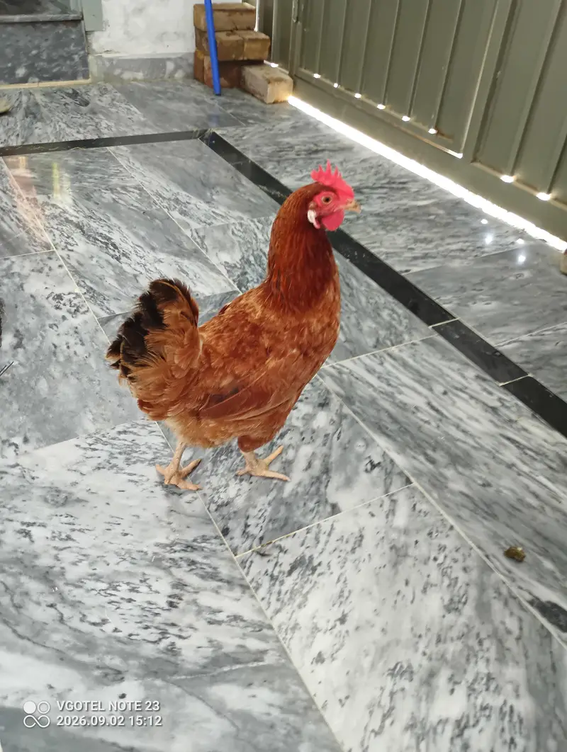 Aseel Roaster and Misri Hen for sale — photo 2
