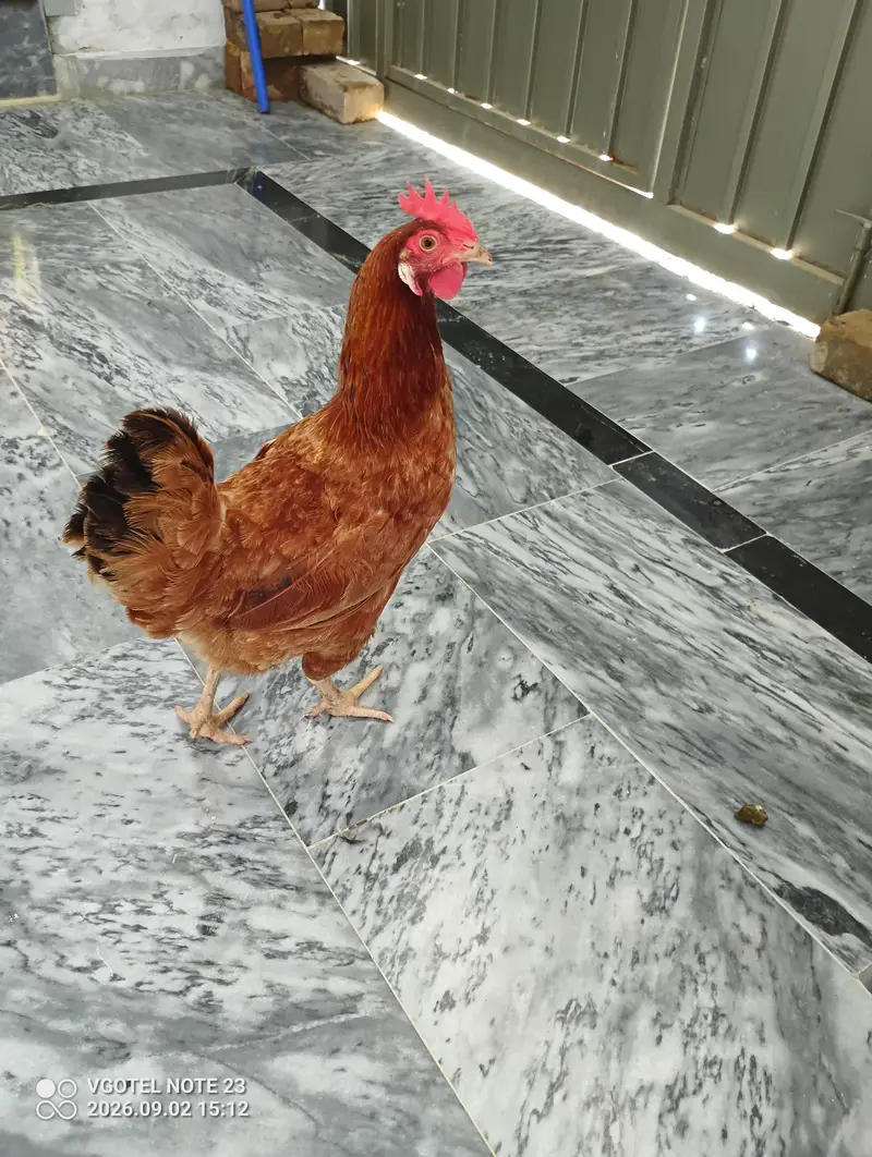Aseel Roaster and Misri Hen for sale — photo 3