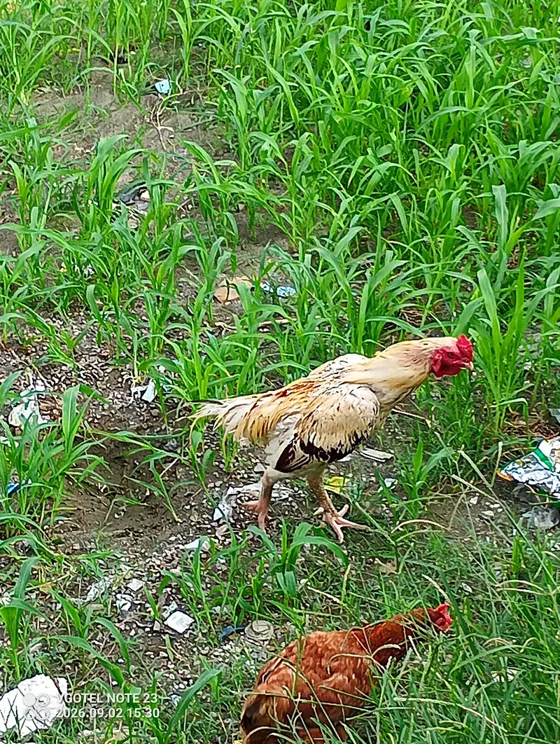 Aseel Roaster and Misri Hen for sale — photo 4