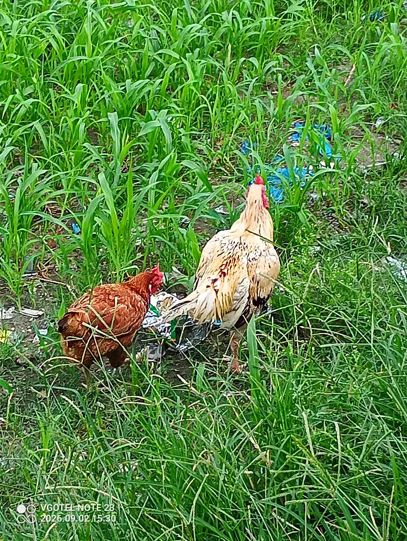 Aseel Roaster and Misri Hen for sale — photo 5