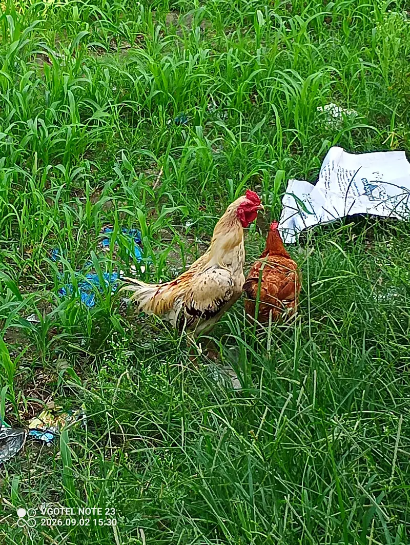Aseel Roaster and Misri Hen for sale — photo 6