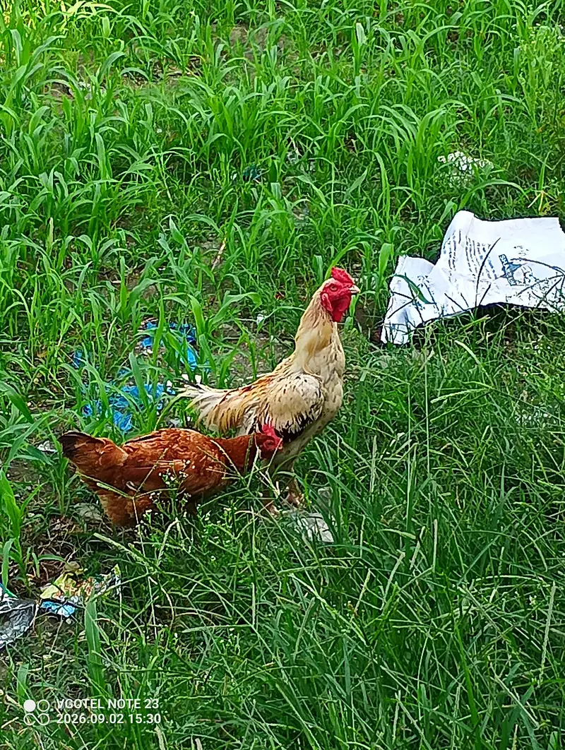 Aseel Roaster and Misri Hen for sale — photo 7