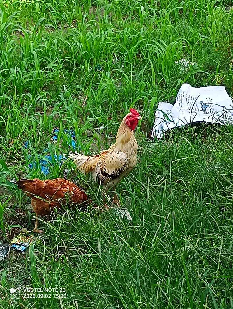 Aseel Roaster and Misri Hen for sale — photo 8