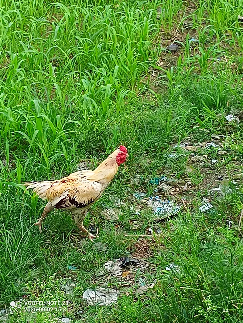 Aseel Roaster and Misri Hen for sale — photo 9