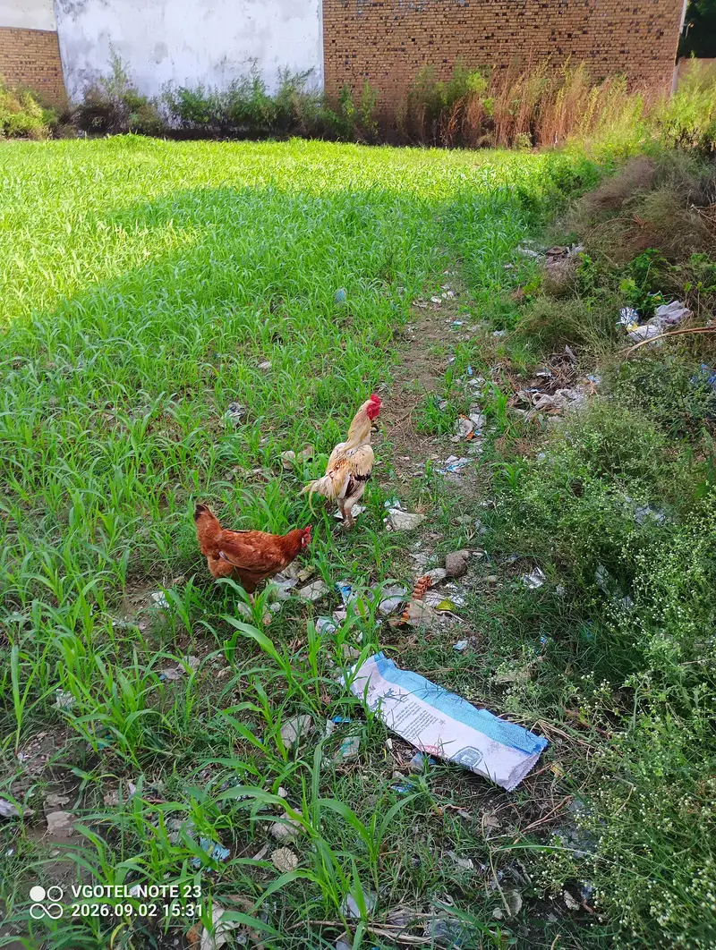 Aseel Roaster and Misri Hen for sale — photo 11