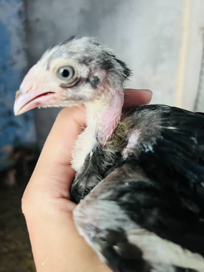 ASEEL MIANWALI Chicks