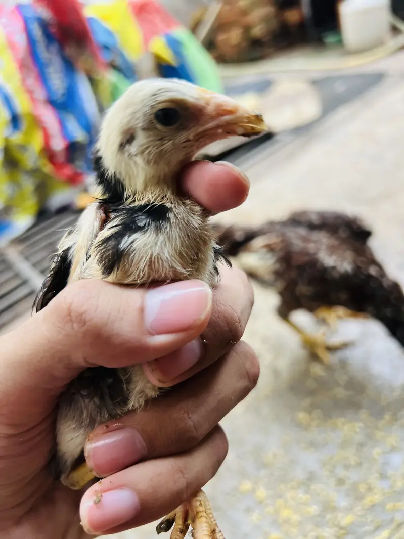 ASEEL MIANWALI Chicks — photo 2